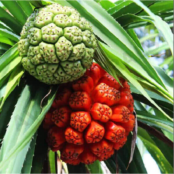 Kewra fragrance oil