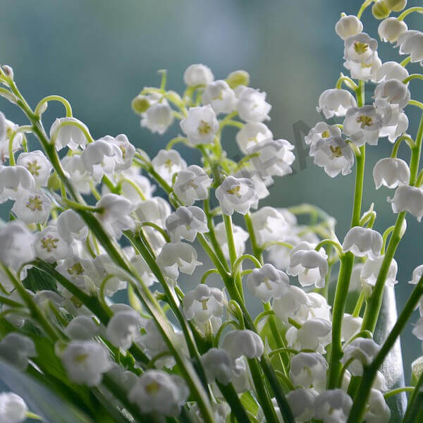 Lily of the Valley Essential Oil- Benefits, Uses, and Origin