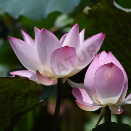 Lotus fragrance oil