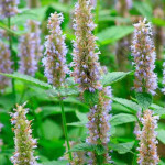 Patchouli Fragrance Oil