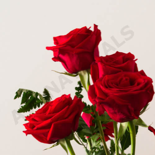 Rose fragrance oil