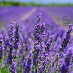 Spike Lavender Hydrosol