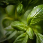 Basil Hydrosol