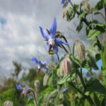 Borage Oil