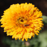 Calendula infused Oil