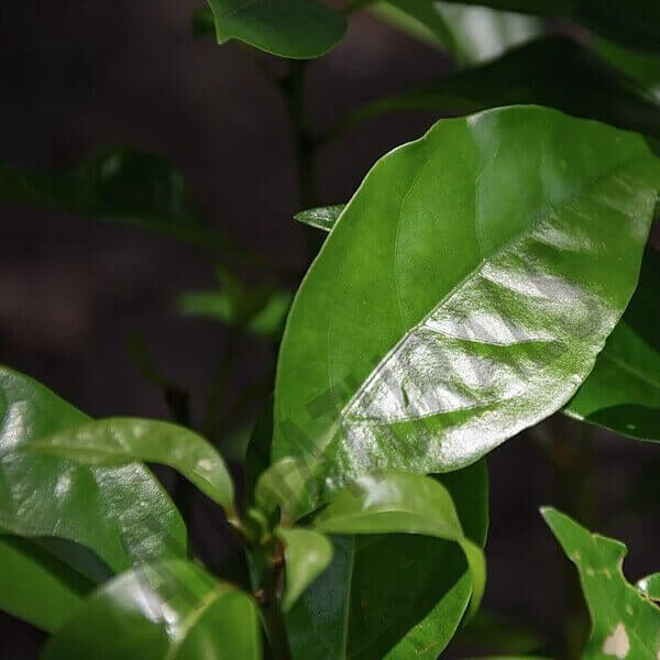 Camphor oil