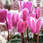 Cyclamen Oil