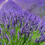 Organic Lavender French Oil