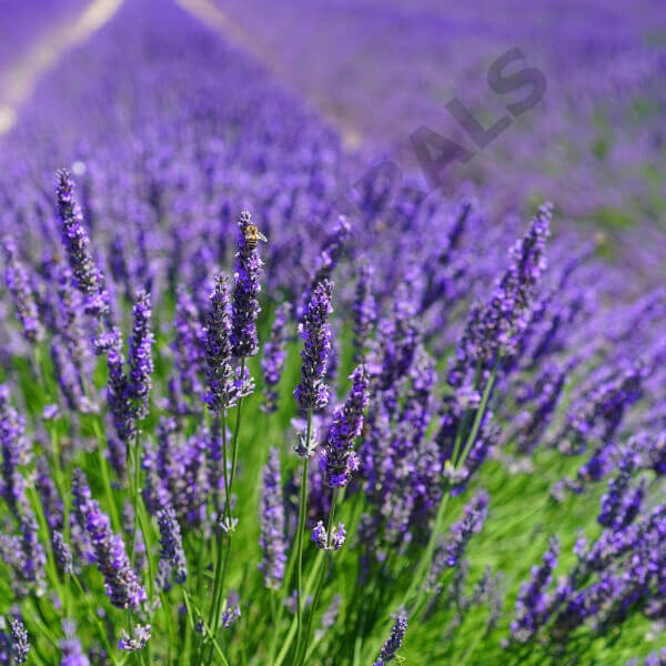 Lavender Live Plant - 100% Organic - NON-GMO