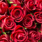 Rose Damascena Absolute