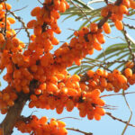 Sea Buckthorn Oil