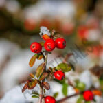 Wintergreen Oil