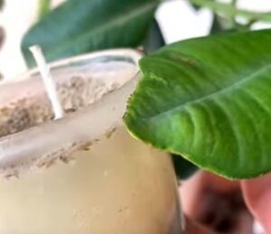 ALLSPICEHYDROSOLCANDL