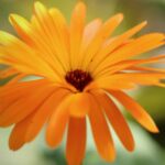 Calendula fragrance oil