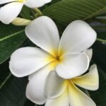 Champa fragrance oil