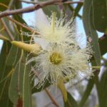 Eucalyptus fragrance oil