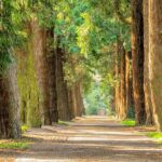 Forest fragrance oil