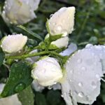 Jasmine fragrance oil water soluble