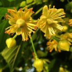 Linden blossom essential oil