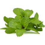 Mint fragrance oil