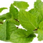 Peppermint fragrance oil water soluble