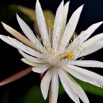 Raat rani fragrance oil