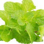 Spice mint fragrance oil
