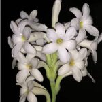 Tuberose fragrance oil