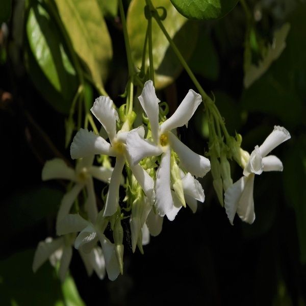 Jasmine grandifloral co2 extract oil