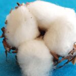 CLEAN COTTON FRAGRANCE OIL