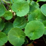 Gotu Kola Liquid Extract