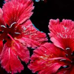 Hibiscus Liquid Extract