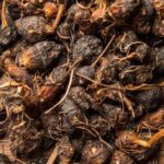 Nagarmotha Liquid Extract