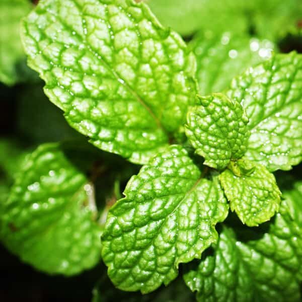 Peppermint Flavor Oil Wholesale Supplier and Manufacturer in India