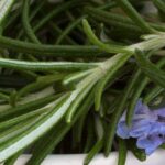 Rosemary Liquid Extract