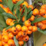 Sea Buckthorn Liquid Extract