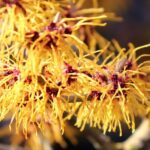 Witch Hazel Liquid Extract