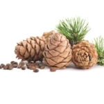 Cedarwood Fragrance Oil