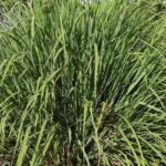 Citronella Fragrance Oil