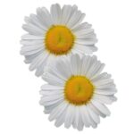 Daisy Fragrance Oil