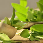 Green Tea Fragrance Oil