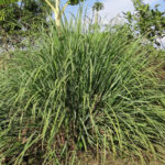 Lemongrass Fragrance Oil