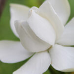 Majmua Fragrance Oil