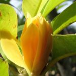 Nag Champa Fragrance Oil