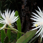 Night Queen Fragrance Oil