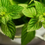 Peppermint Fragrance Oil