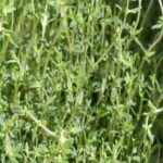 Thyme Linalool Essential Oil