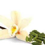 Vanilla Cardamom Fragrance Oil