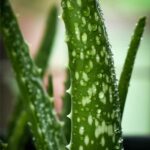 Aloe Vera Hydrosol