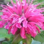 Bee balm Oil
